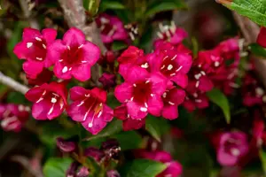 Weigela 'Eva Rathke' - 2 Ltr pot - image 2