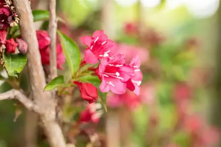 Weigela 'Eva Rathke' - 2 Ltr pot - image 4