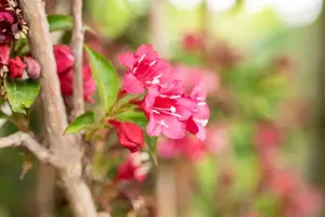Weigela 'Eva Rathke' - 2 Ltr pot - image 4