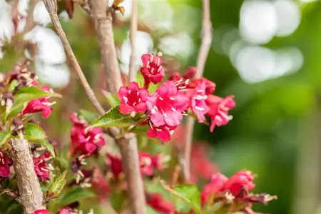 Weigela 'Eva Rathke' - 2 Ltr pot - image 5
