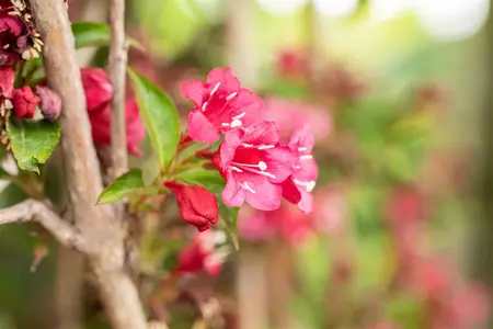 Weigela 'Eva Rathke' - 60-80 CM C2 - image 4