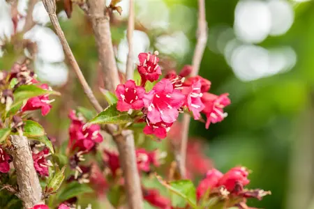 Weigela 'Eva Rathke' - 60-80 CM C2 - image 5