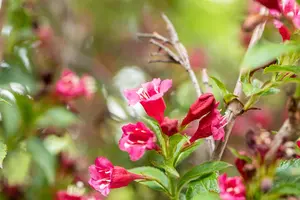 Weigela 'Eva Rathke' - 40-60 CM C3 - image 5