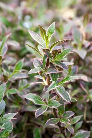 Weigela fl. 'All Summer Monet'? - 40-50 CM C10 - image 5