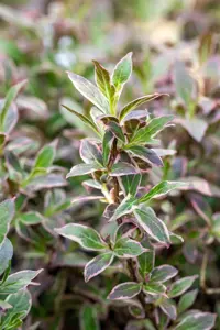Weigela fl. 'All Summer Monet'? - 40-50 CM C10 - image 5