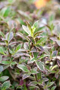 Weigela fl. 'All Summer Monet'? - 60-80 CM C12 - image 2