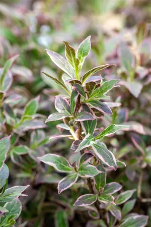 Weigela fl. 'All Summer Monet'? - 60-80 CM C12 - image 5