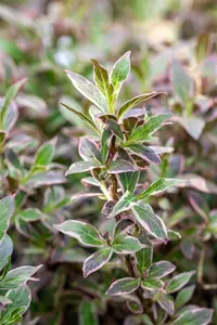 Weigela fl. 'All Summer Monet'? - 60-80 CM C12 - image 5