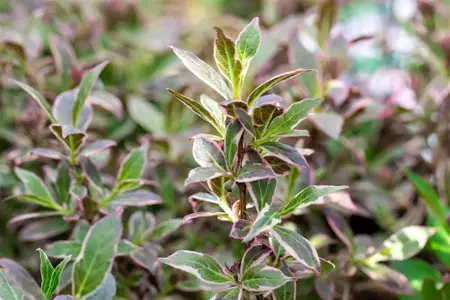 Weigela fl. 'All Summer Monet'? - 40-50 CM C10 - image 4