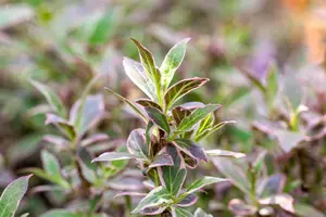 Weigela fl. 'All Summer Monet'? - 60-80 CM C12 - image 5
