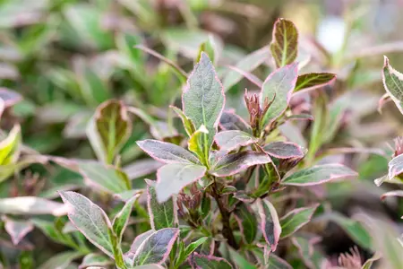 Weigela fl. 'All Summer Monet'? - 60-80 CM C12 - image 3