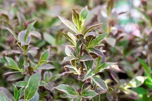 Weigela fl. 'All Summer Monet'? - 60-80 CM C12 - image 4