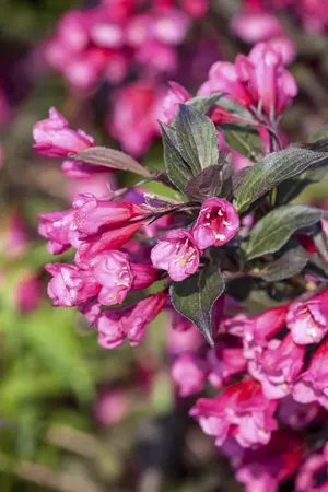 Weigela fl. 'All Summer Peach'? - P10.5 - image 3