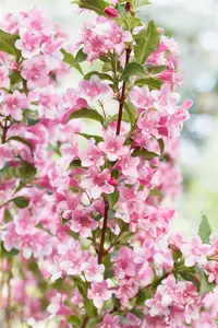 Weigela fl. 'All Summer Red'? - P10.5 - image 4