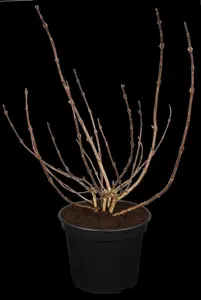 Weigela fl. 'All Summer Red'? - 40-50 CM C3.5 - image 1