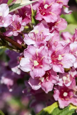 Weigela fl. 'Nana Variegata' - 30-40 CM C2 - image 3