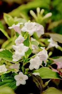 Weigela fl. 'Nana Variegata' - 30-40 CM C5 - image 2