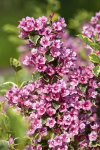 Weigela fl. 'Nana Variegata' - 30-40 CM C5 - image 4