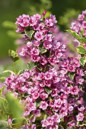 Weigela fl. 'Nana Variegata' - 60-80 CM C10 - image 4