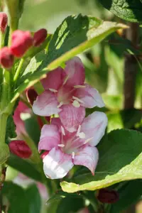 Weigela fl. 'Nana Variegata' - 80-100 CM C7.5 - image 5