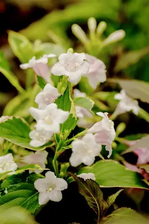 Weigela fl. 'Nana Variegata' - 40-50 CM C6.5 - image 1