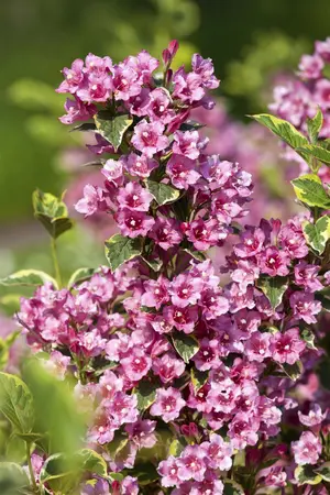 Weigela fl. 'Nana Variegata' - 40-50 CM C6.5 - image 3