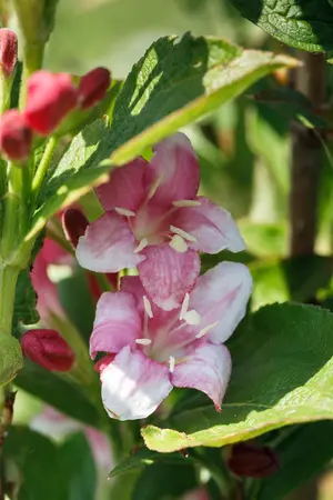 Weigela fl. 'Nana Variegata' - 40-50 CM C6.5 - image 4