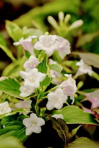 Weigela fl. 'Nana Variegata' - 40-50 CM C10 - image 5