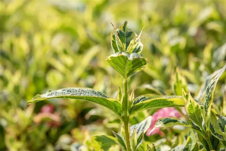 Weigela fl. 'Nana Variegata' - 40-50 CM C6.5 - image 5