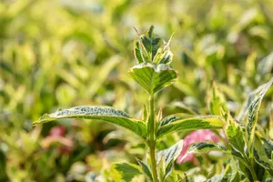 Weigela fl. 'Nana Variegata' - 40-50 CM C6.5 - image 5
