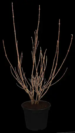 Weigela fl. 'Nana Variegata' - 60-80 CM C10 - image 1