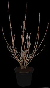 Weigela fl. 'Nana Variegata' - 60-80 CM C10 - image 1