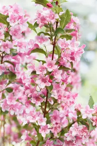 Weigela flor. 'Black & White' - 30-40 CM C3 - image 2