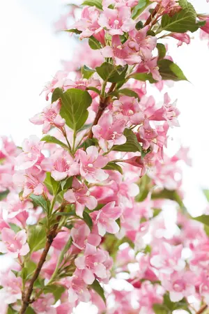 Weigela flor. 'Lime Monster'  - 50-60 CM C5 - image 4