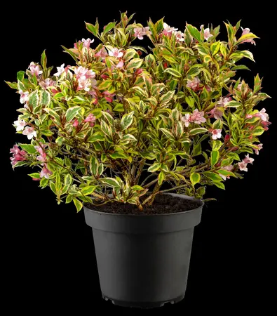 Weigela flor. 'Magical Rainbow' - 90 CM STEM C10 - image 5