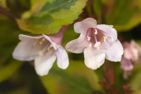 Weigela flor. 'Magical Rainbow' - 100 CM STEM C10 - image 2