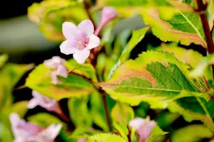 Weigela flor. 'Magical Rainbow' - 100 CM STEM C10 - image 3