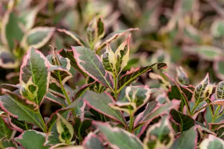 Weigela flor. 'Magical Rainbow' - 100 CM STEM C10 - image 4