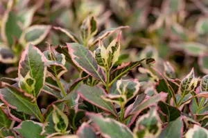 Weigela flor. 'Magical Rainbow' - 100 CM STEM C10 - image 4