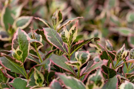 Weigela flor. 'Magical Rainbow' - 60-80 CM C10 - image 4
