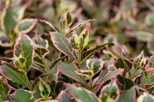 Weigela flor. 'Magical Rainbow' - 60-80 CM C10 - image 4