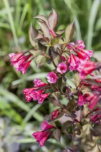 Weigela flor. 'Minor Black' - 100 CM STEM C10 - image 4
