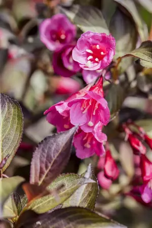 Weigela flor. 'Minor Black' - 100 CM STEM C10 - image 5