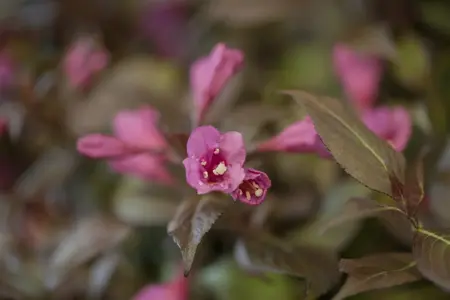 Weigela flor. 'Minor Black' - 100 CM STEM C10 - image 3