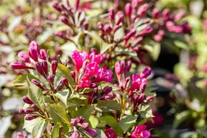Weigela flor. 'Minor Black' - LINERS 18 CEL TRAY P9 SIZE - image 4