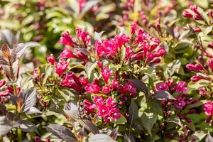 Weigela flor. 'Minor Black' - LINERS 18 CEL TRAY P9 SIZE - image 5