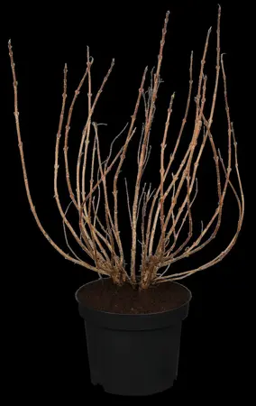Weigela flor. 'Minor Black' - 100 CM STEM C10 - image 2