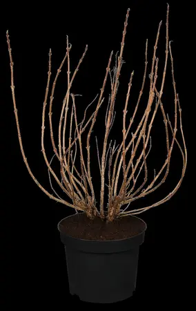 Weigela flor. 'Minor Black' - 3 Ltr pot - image 2