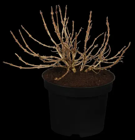 Weigela flor. 'Monet' - 90 CM STEM C10 - image 2