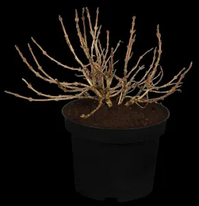 Weigela flor. 'Monet' - 90 CM STEM C10 - image 2